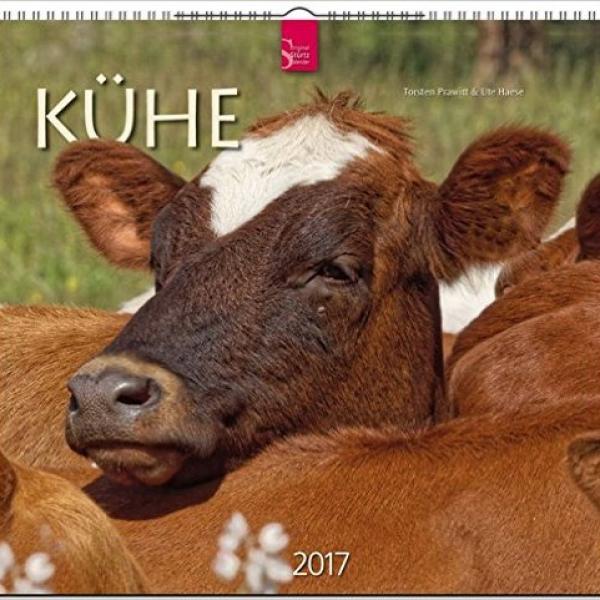 Kühe 2017